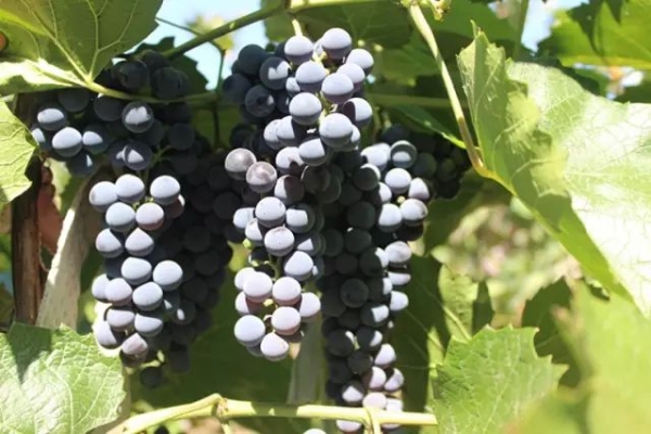 赤峰徐家葡萄園電話號碼查詢-第1張圖片