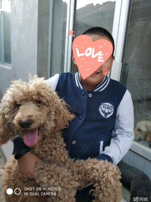 赤峰市種犬場(chǎng)地址電話號(hào)碼-第1張圖片