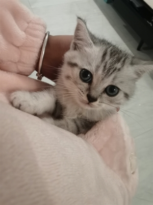 赤峰貓咪交易網(wǎng)官網(wǎng)電話號碼-第1張圖片