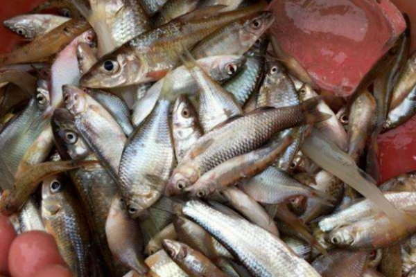 赤峰賣小雜魚電話號碼多少-第1張圖片