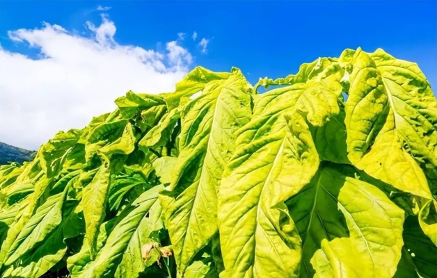 赤峰市有煙絲店嗎電話號(hào)碼-第1張圖片