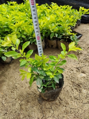 赤峰彩葉草盆花批發(fā)電話地址-第1張圖片