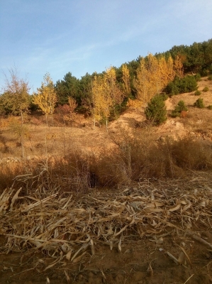 赤峰寧城半掛運(yùn)輸部電話號(hào)碼-第1張圖片