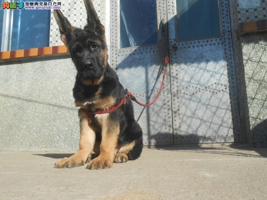 赤峰狼青領(lǐng)養(yǎng)中心電話是多少號(hào)-第1張圖片