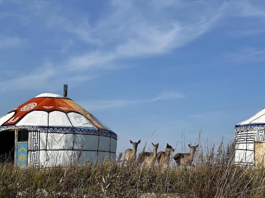 赤峰狗狗救援隊(duì)電話是多少號(hào)-第1張圖片