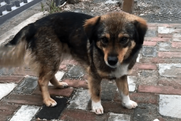 赤峰收流浪狗的地方電話號碼-第1張圖片