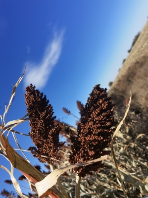 赤峰高粱秸稈回收公司電話號碼-第1張圖片