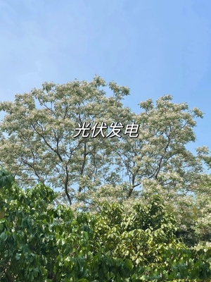 赤峰光伏免費(fèi)安裝公司電話號(hào)碼-第1張圖片