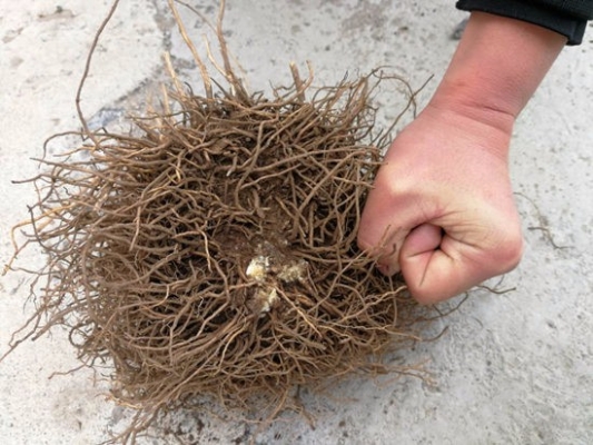 赤峰二手牛鋪市場電話號碼-第1張圖片