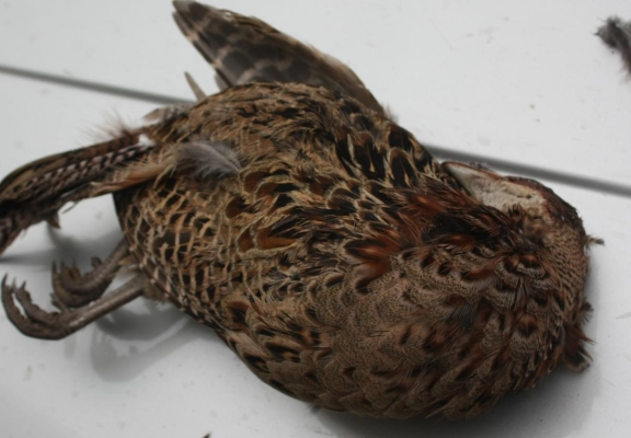 內(nèi)蒙古赤峰送狗電話地址查詢-第1張圖片