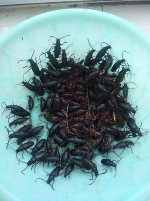 赤峰收曲麻菜電話多少號-第1張圖片