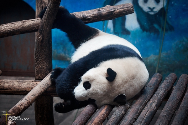 赤峰紅山動(dòng)物園電話號(hào)碼多少-第1張圖片