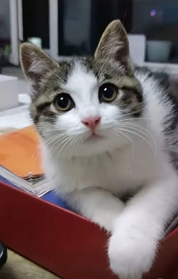 赤峰貓王家具專賣店電話號碼-第1張圖片