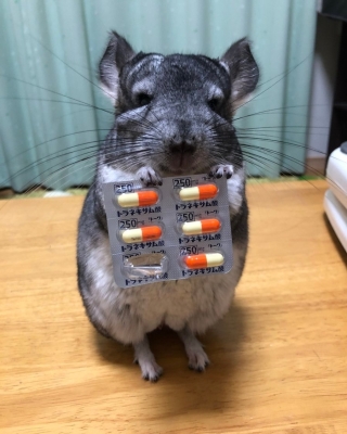 赤峰市收養(yǎng)貓貓電話號碼-第1張圖片