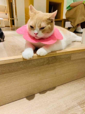 赤峰喵喵貓舍電話多少號-第1張圖片