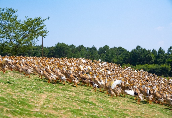 赤峰養(yǎng)鴨子基地電話多少號-第1張圖片