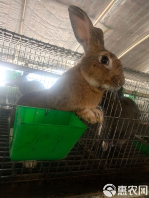 赤峰市愛居兔門店電話號碼-第1張圖片