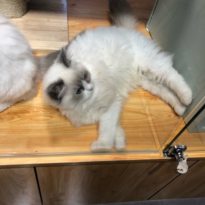 赤峰同城貓舍地址查詢電話號(hào)碼-第1張圖片