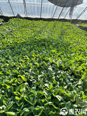 赤峰圓茄苗訂購(gòu)平臺(tái)電話號(hào)碼-第1張圖片