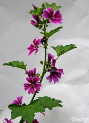 赤峰花卉市場(chǎng)花町店電話號(hào)碼-第1張圖片