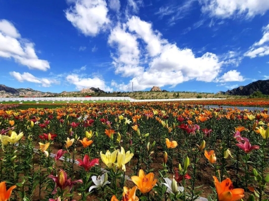 赤峰市克旗上頭地電話-第1張圖片