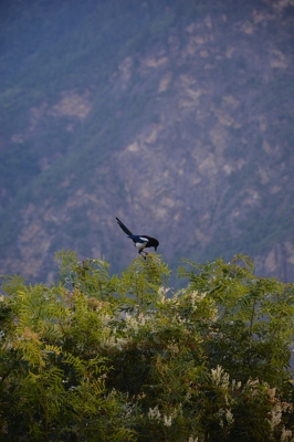 赤峰貢格爾喜鵲溝牧場電話號碼-第1張圖片