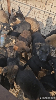 赤峰狗場招人信息電話號(hào)碼查詢-第1張圖片