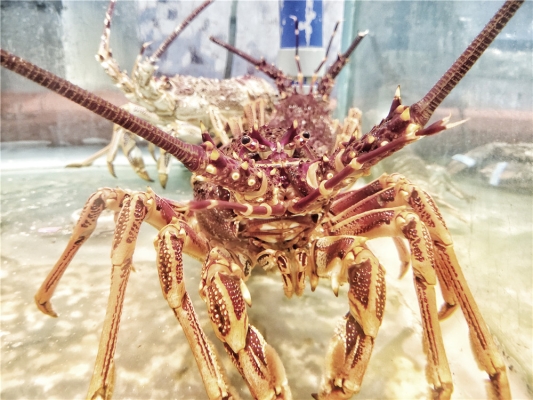 赤峰樂樂生鮮超市電話號碼查詢-第1張圖片