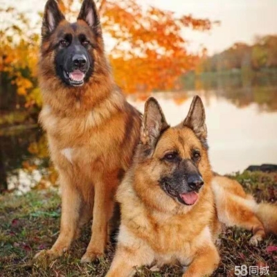 赤峰市出售德牧犬的電話是多少-第1張圖片