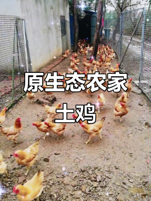 赤峰生態(tài)散養(yǎng)土雞基地電話號碼-第1張圖片