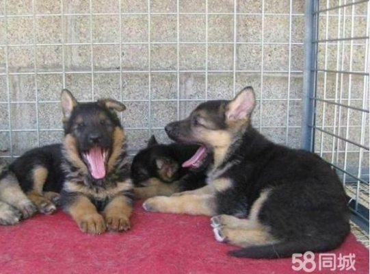 赤峰大型犬狗舍地址電話號(hào)碼-第1張圖片