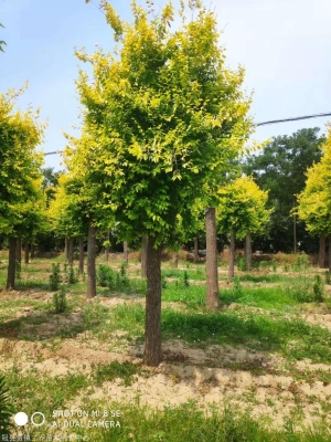 赤峰大頭草龜種植基地電話號碼-第1張圖片