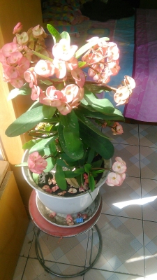 赤峰藝都鮮花坊電話號(hào)碼查詢-第1張圖片