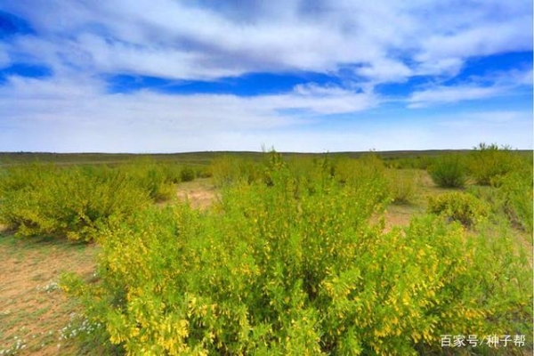 赤峰檸條草顆粒廠家電話號(hào)碼-第1張圖片