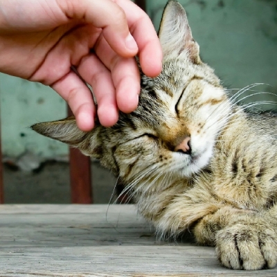 赤峰貓咪配對公司電話號碼查詢-第1張圖片