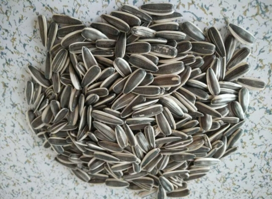 赤峰市收購葵花籽電話號碼-第1張圖片