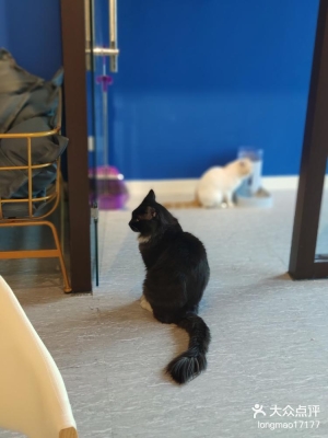 赤峰市收養(yǎng)貓貓電話地址查詢-第1張圖片