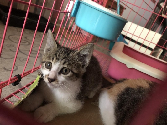 赤峰領(lǐng)養(yǎng)小貓咪電話多少號(hào)-第1張圖片