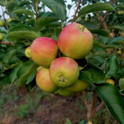 赤峰市蘋果客服電話多少號-第1張圖片