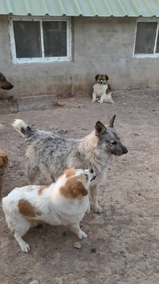 赤峰寵物狗回收電話是多少號(hào)-第1張圖片