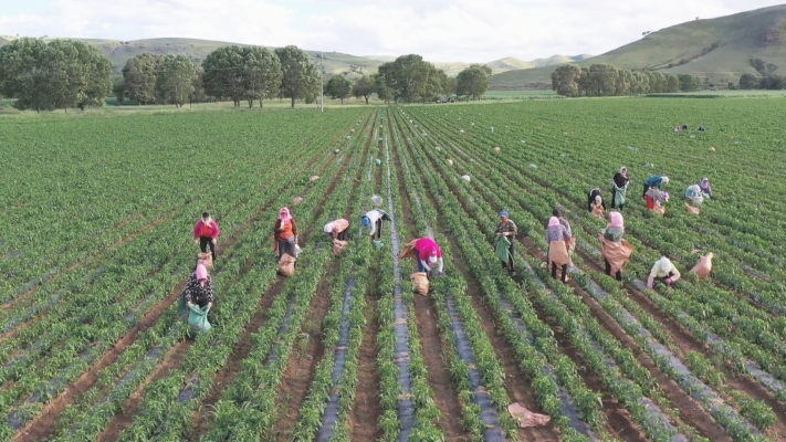赤峰種植曲麻菜基地電話號(hào)碼-第1張圖片