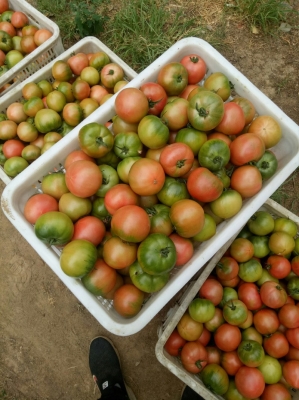 赤峰酸奶棒批發(fā)電話多少號-第1張圖片