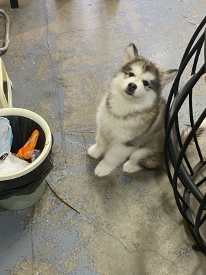 赤峰寵遇寵物生活館電話號碼-第1張圖片