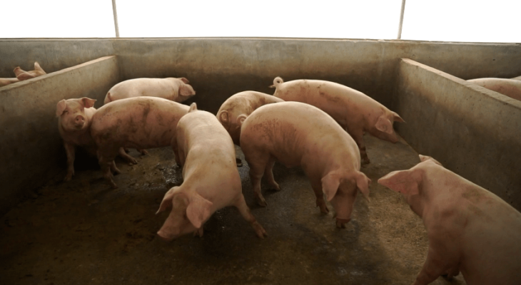 赤峰市橋頭養(yǎng)殖場電話號碼-第1張圖片