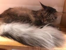 喵屋咖啡赤峰店電話號(hào)碼是多少-第1張圖片