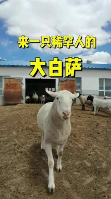 赤峰白薩福克種羊場電話號碼-第1張圖片