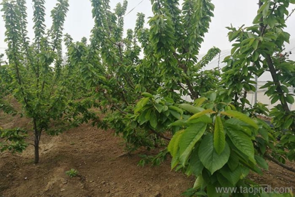 赤峰收購山桃核電話號碼多少-第1張圖片