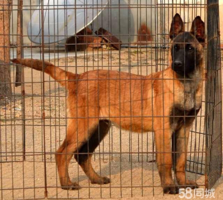 赤峰賣(mài)馬犬狗幼犬同城電話號(hào)碼-第1張圖片