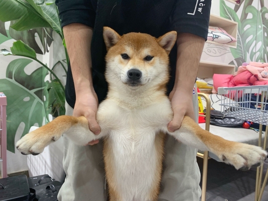 赤峰萌寵團(tuán)購(gòu)電話多少號(hào)-第1張圖片