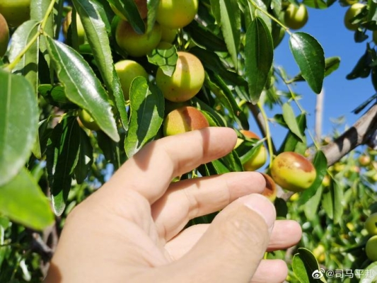 赤峰冬棗采摘園電話號(hào)碼查詢-第1張圖片